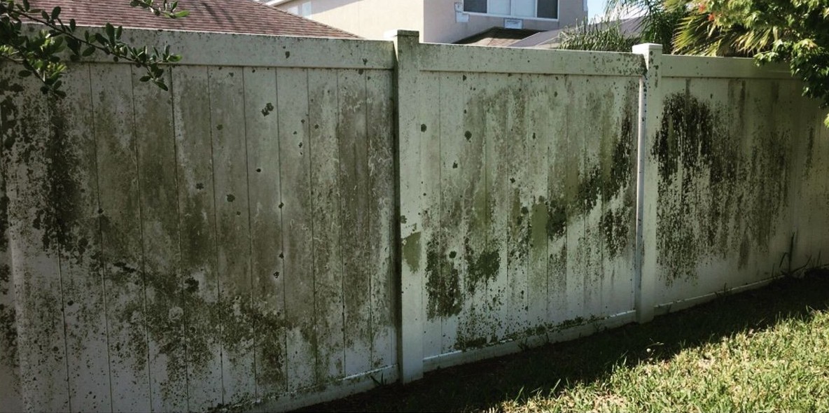 White vinyl privacy fence covered in green algae and black mildew streaks before washing